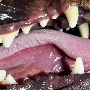 Magic Touch Pet Dental - After pic. All clean - Veterinarians Near Me Magic Touch Pet Dental - After pic. All clean - Veterinarians Near Me
