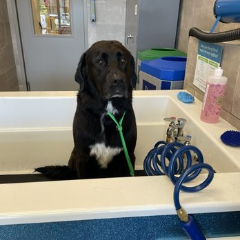 Pet Evolution - Pet Groomers Near Me - Folsom, California