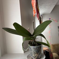 Segelin's Florist - orchid
