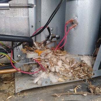 RV Doctor - Home Sweet Home (Squirrel) - RV Repair Near Me RV Doctor - Home Sweet Home (Squirrel) - RV Repair Near Me