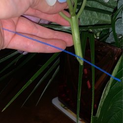 West Park Flowers - The stems are waaay too short and withered within hours of delivery. Even if you added water, there isn't enough stem to get to it.