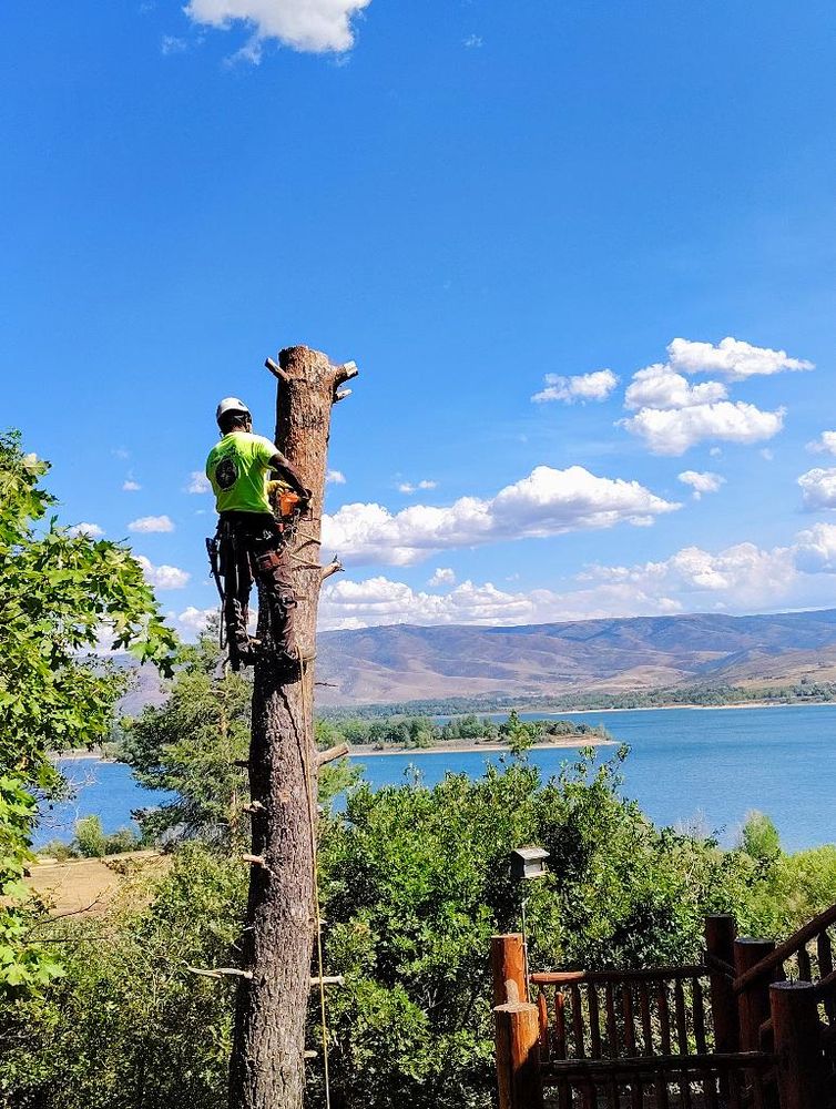 Darell Tree DARRELL’S TREE SERVICE - Updated July 2026 - 142 E 3100 N, Ogden, Utah ...