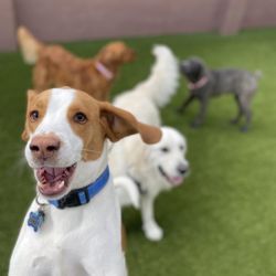 Waghouse Dog Daycare