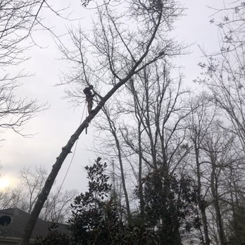 Lakeside Tree Experts - Mark Boy trimming a tree. - Tree Services Near Me Lakeside Tree Experts - Mark Boy trimming a tree. - Tree Services Near Me