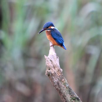 Carmarthen Camera Centre - Kingfisher taken at Cardigan wildlife Centre - Photography Stores & Services Near Me - Carmarthen, CMN Carmarthen Camera Centre - Kingfisher taken at Cardigan wildlife Centre - Photography Stores & Services Near Me - Carmarthen, CMN