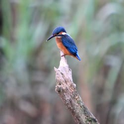 Carmarthen Camera Centre - Kingfisher taken at Cardigan wildlife Centre