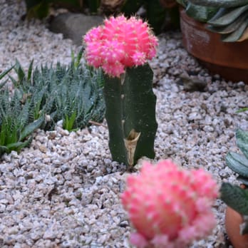 Bloedel Conservatory - Cactus - Botanical Gardens Near Me - Vancouver, British Columbia