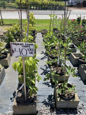 Rorabeck's Plants & Produce Inc by null