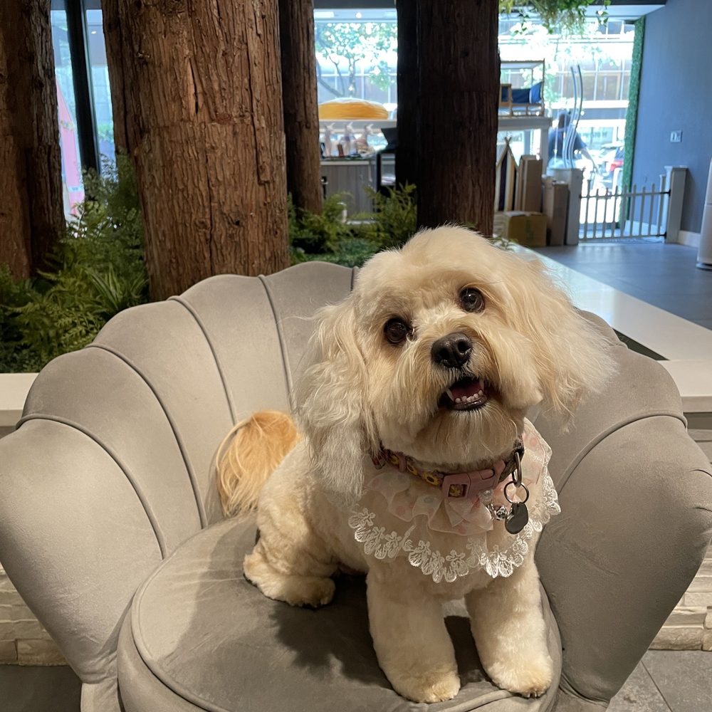 Pupstudio - Pet Stores Near Me - New York, New York Pupstudio - Pet Stores Near Me - New York, New York
