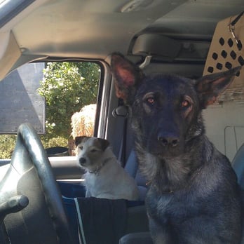 Performance K9 Training - Dog Training San Diego, Service Dog Training San Diego, PerformanceK9Training.com - Pet Training Near Me - Bonsall, California