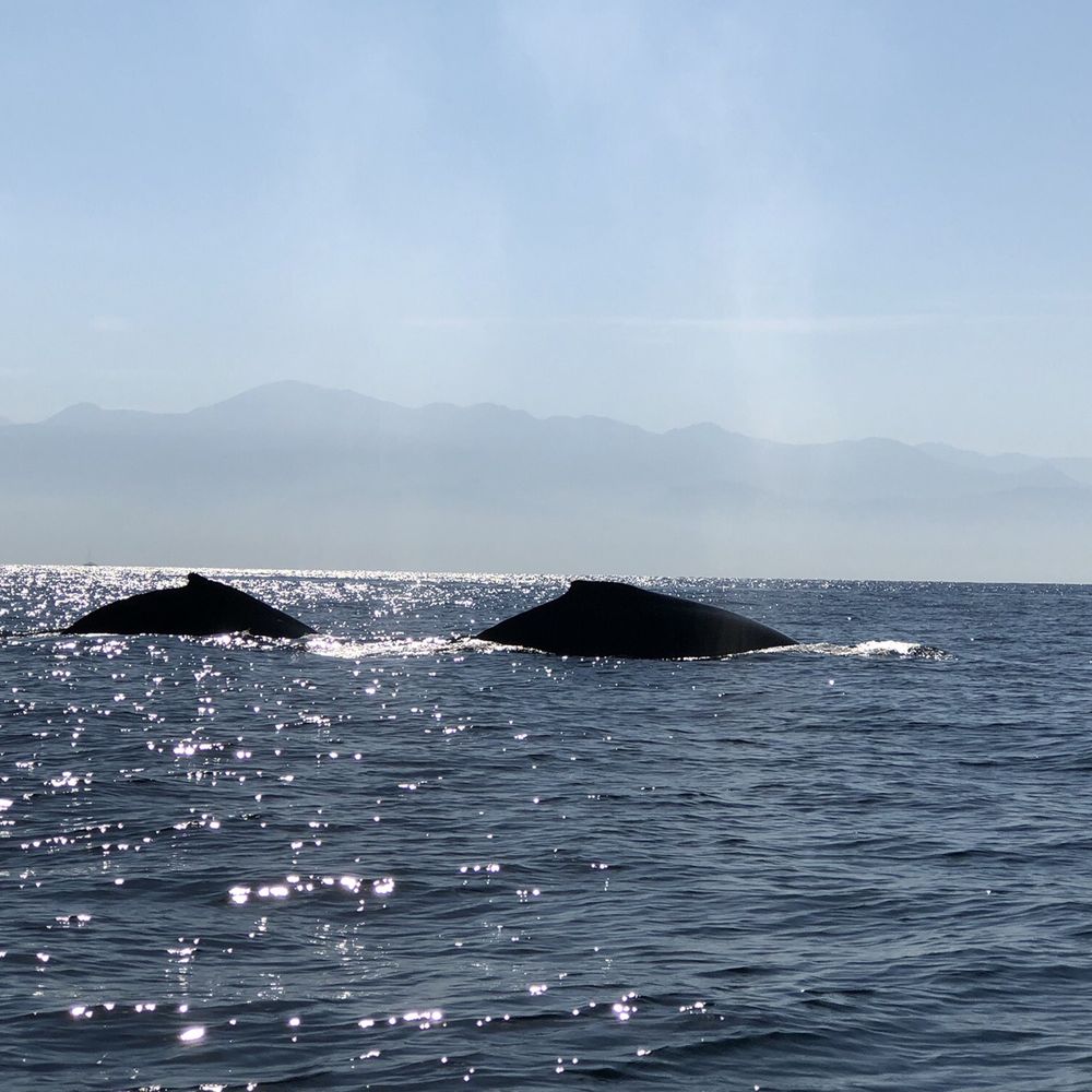 Wildlife Connection - Tours Near Me - Puerto Vallarta, JAL Wildlife Connection - Tours Near Me - Puerto Vallarta, JAL
