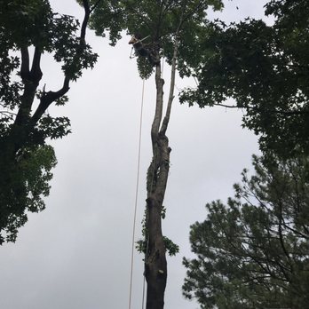 Great Scott Tree Service - Tree Services Near Me - Norfolk, Virginia Great Scott Tree Service - Tree Services Near Me - Norfolk, Virginia