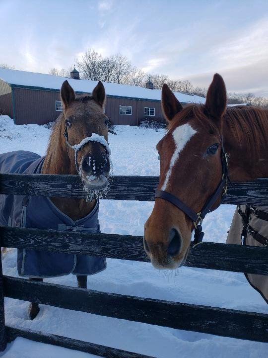 Misfit Farm - equestrian in Millbrook, NY