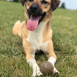 Candy's K9s - Buster!