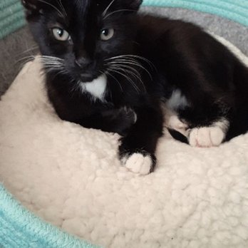 Alamitos Animal Hospital - Oreo the Oracle. Knows all sees all! - Veterinarians Near Me - Westminster, California