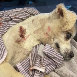 My dog was attacked