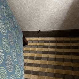 Roach by bedside