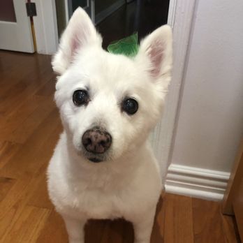 Doggie Couture - Sparkles March, 2020 - Pet Groomers Near Me - Rancho Cucamonga, California Doggie Couture - Sparkles March, 2020 - Pet Groomers Near Me - Rancho Cucamonga, California
