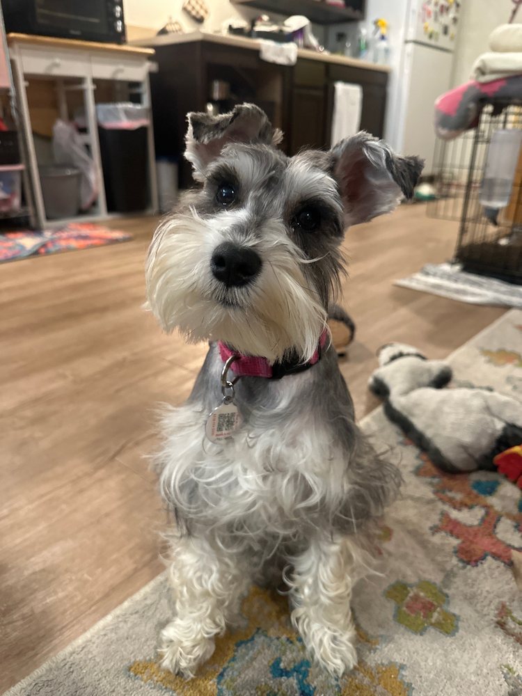 CHAWNECY’S PET GROOMING Updated September 2024 2223 Murfreesboro