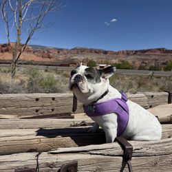 Dingo's Natural Pet Food, Self-Wash & Grooming