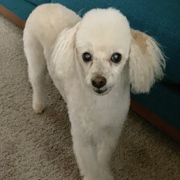 Peanut, the Mini-Poodle! Peanut, the Mini-Poodle!
