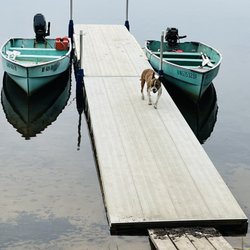 Deerwood Lodge - Pet Friendly