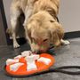 Photo of Under the Sun Training & Daycare