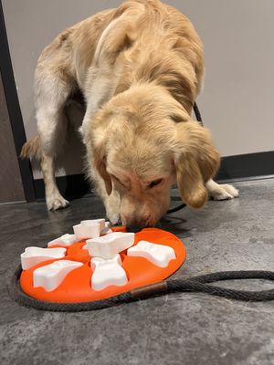 Under the Sun Training & Daycare