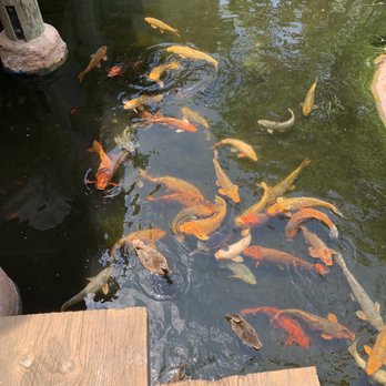 North Coast Village - Koi pond - Vacation Rentals Near Me - Oceanside, California North Coast Village - Koi pond - Vacation Rentals Near Me - Oceanside, California