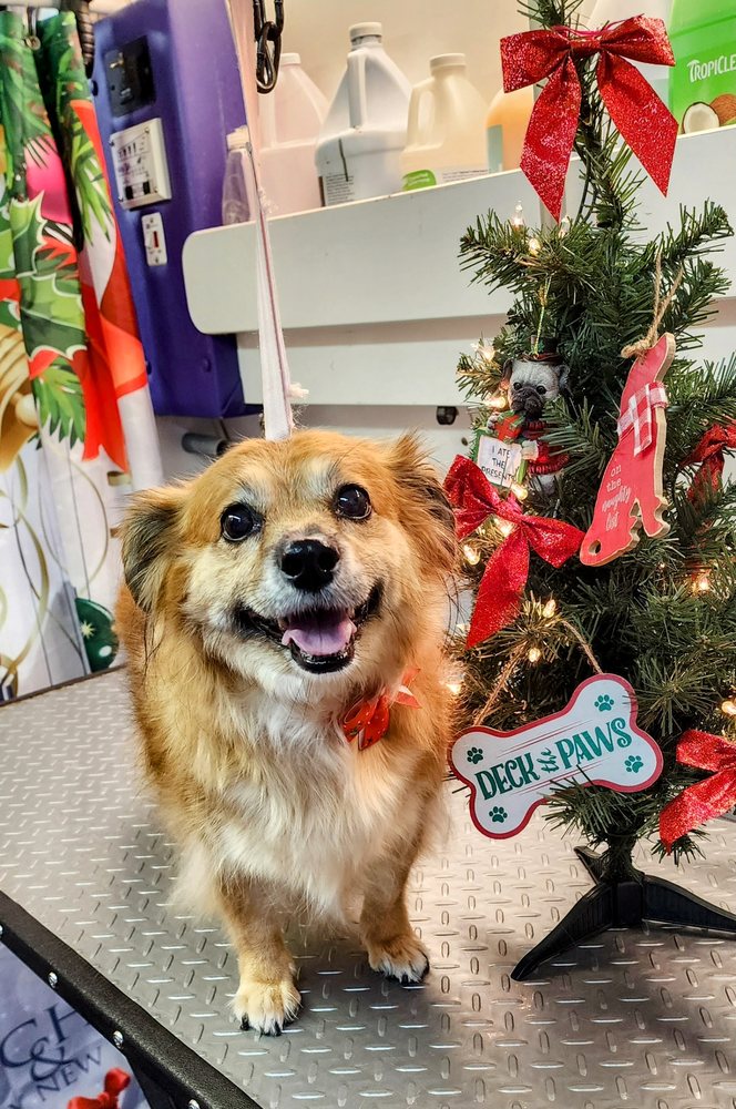 NOSE TO TOES MOBILE GROOMING Updated August 2024 16 Photos Blue