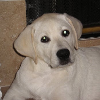 Legacy Labradors - Mckinley as a puppy! - Pet Breeders Near Me - Terrell, Texas Legacy Labradors - Mckinley as a puppy! - Pet Breeders Near Me - Terrell, Texas