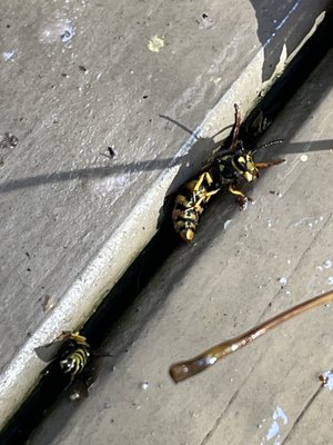 Precision Pest Control