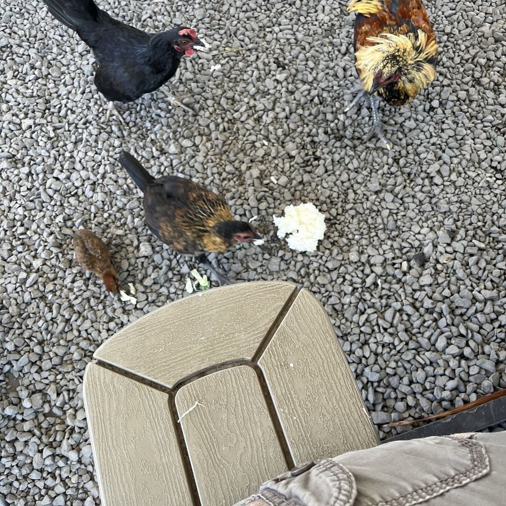 Da Nani Pirates - If the wind blows your food to the ground, the chickens will be happy. - Fish & Chips Near Me - Kihei, Hawaii Da Nani Pirates - If the wind blows your food to the ground, the chickens will be happy. - Fish & Chips Near Me - Kihei, Hawaii