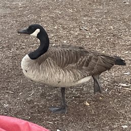 goose