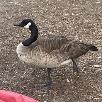Fairmount Park - goose - Parks Near Me - Riverside, California