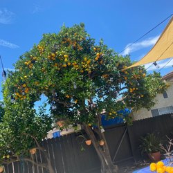 Timber Tree Service