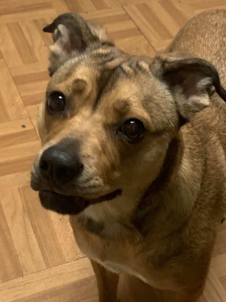 GALA PET STYLING 16 Reviews 11530 Springfield Pike, Springdale