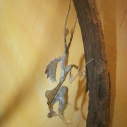 O Orkin Insect Zoo