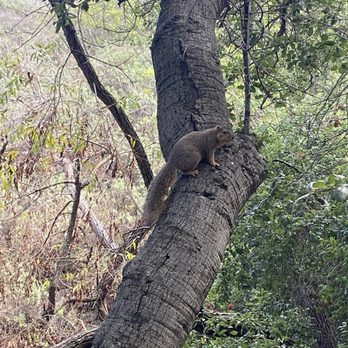 Oak Canyon Nature Center - Squirrel friend - Parks Near Me - Anaheim, California