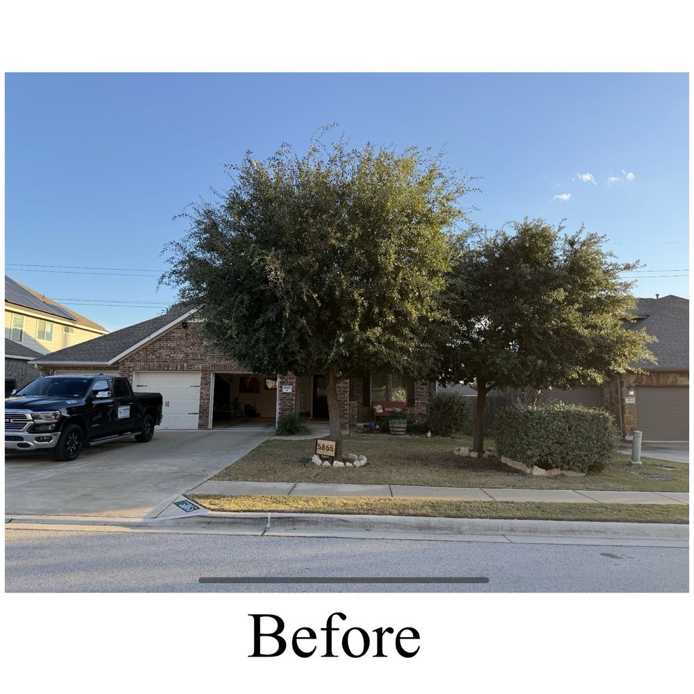 Leander Tree Care - Before - Tree Services Near Me - Round Rock, Texas