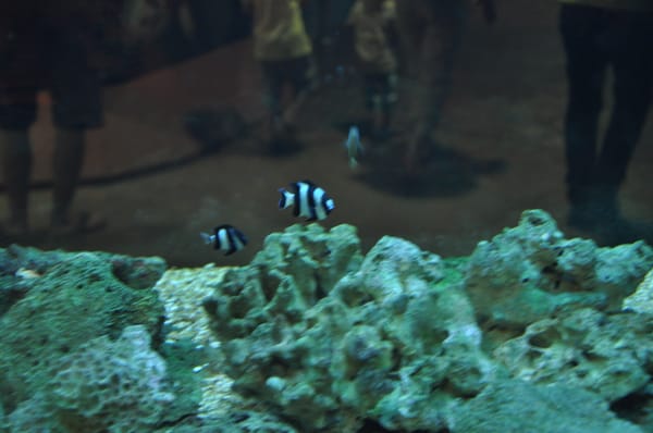 Zoo Negara Malaysia by null