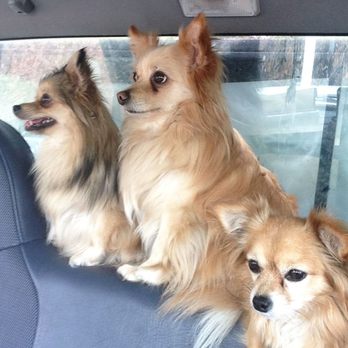 Little Angels - family - Pet Boarding Near Me - Vancouver, Washington Little Angels - family - Pet Boarding Near Me - Vancouver, Washington