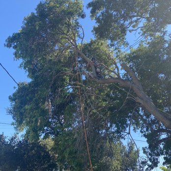 Trees Unlimited - Tree Services Near Me Trees Unlimited - Tree Services Near Me