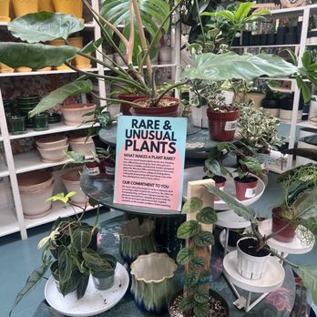 Paraíso Plant Studio - Nurseries & Gardening Near Me - Berkeley, California Paraíso Plant Studio - Nurseries & Gardening Near Me - Berkeley, California