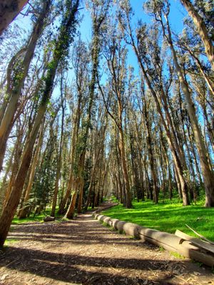 Andy Goldsworthy's Wood Line by null