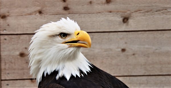 Alaska Rainforest Sanctuary by null