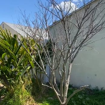 Jimmie's Tree Service - My original photo and then the one the arborist sent back telling me that maybe just maybe I will get new growth atbase - Tree Services Near Me Jimmie's Tree Service - My original photo and then the one the arborist sent back telling me that maybe just maybe I will get new growth atbase - Tree Services Near Me