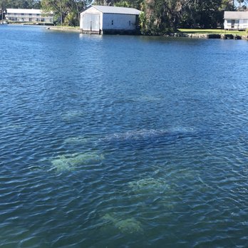 SeaDaddys Adventures - Scuba Diving Near Me - Crystal River, Florida