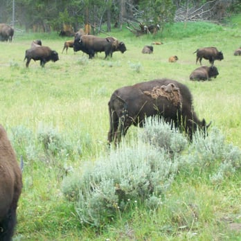 Hayden Valley - Best chance to see large groups of bison is a trip through Hayden Valley. - Landmarks & Historical Buildings Near Me - Yellowstone, Wyoming