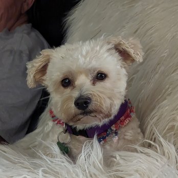 Thia Pets Grooming - Pet Groomers Near Me - Centerville, Ohio